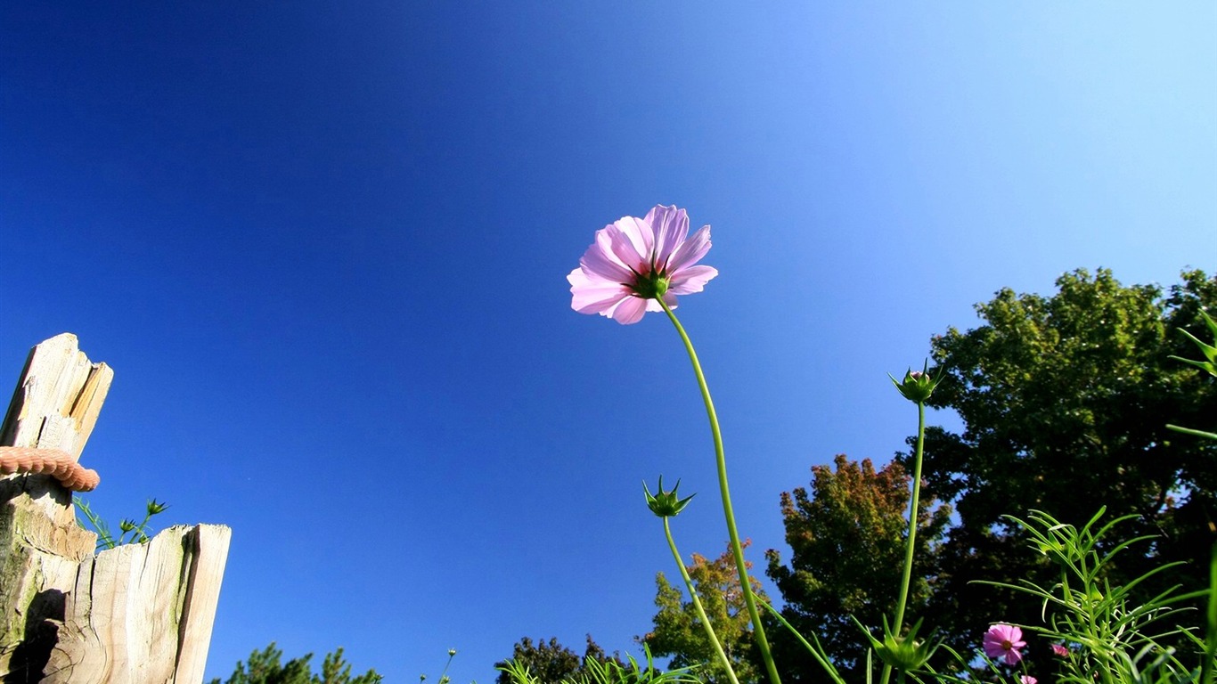 Otoño cosmos fondo de pantalla #30 - 1366x768