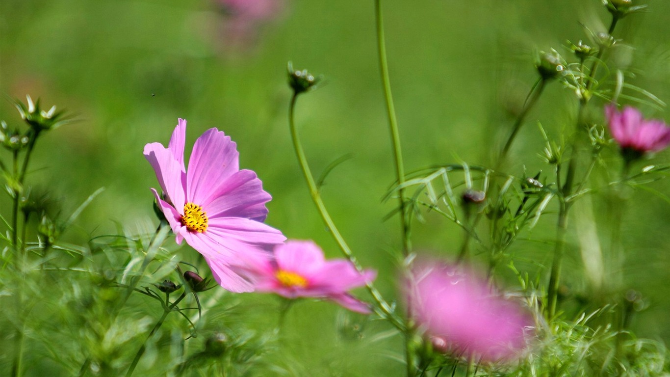 Autumn cosmos wallpaper #31 - 1366x768