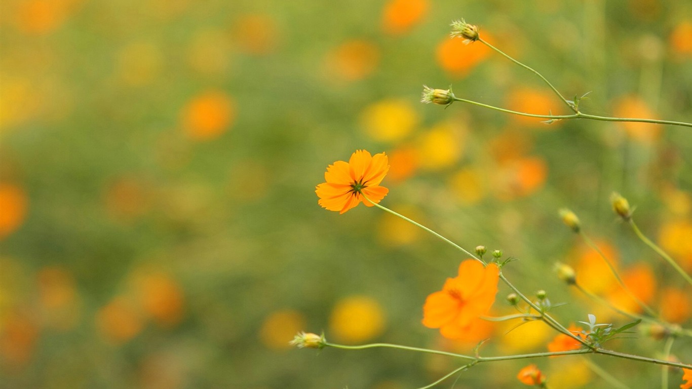 秋天的大波斯菊壁紙專輯 #32 - 1366x768