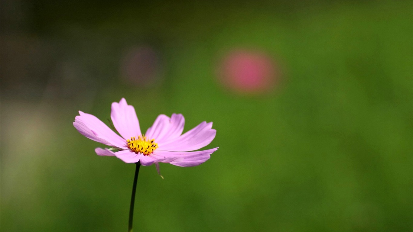 Otoño cosmos fondo de pantalla #33 - 1366x768