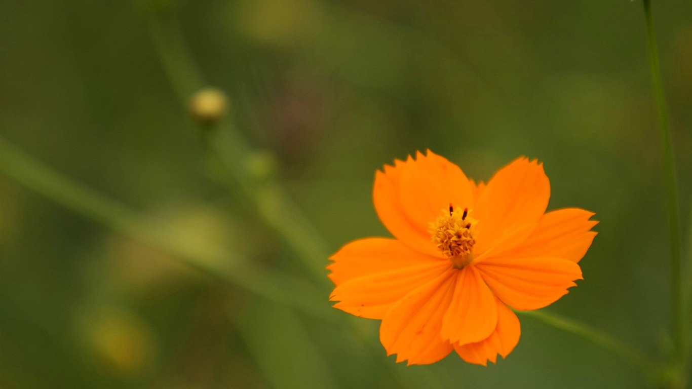 Autumn cosmos wallpaper #34 - 1366x768