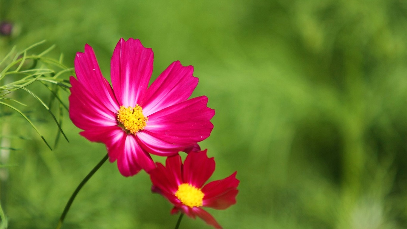 Autumn cosmos wallpaper #35 - 1366x768