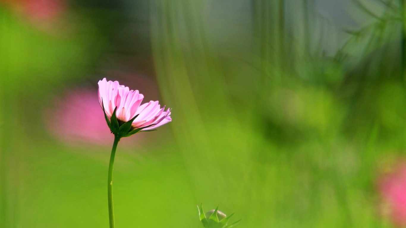 秋天的大波斯菊壁紙專輯 #36 - 1366x768