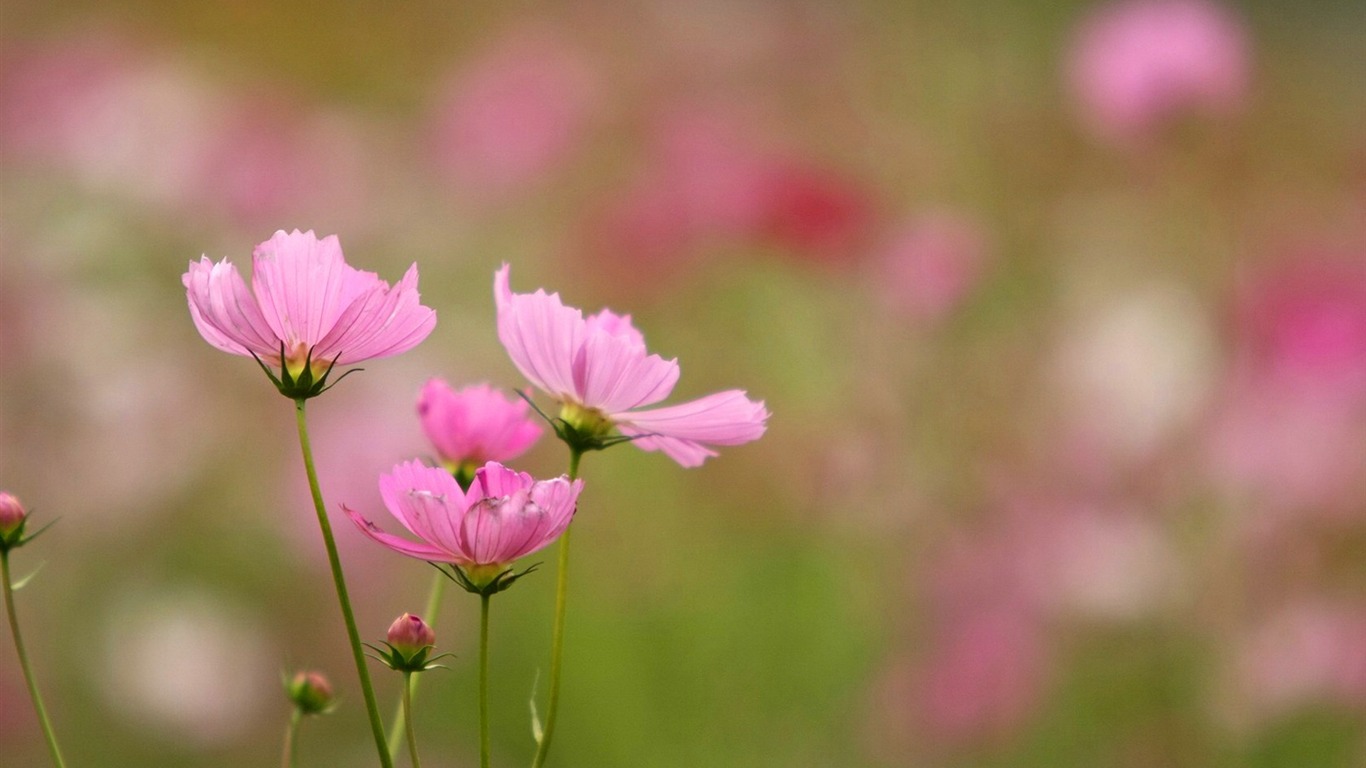 Autumn cosmos wallpaper #37 - 1366x768