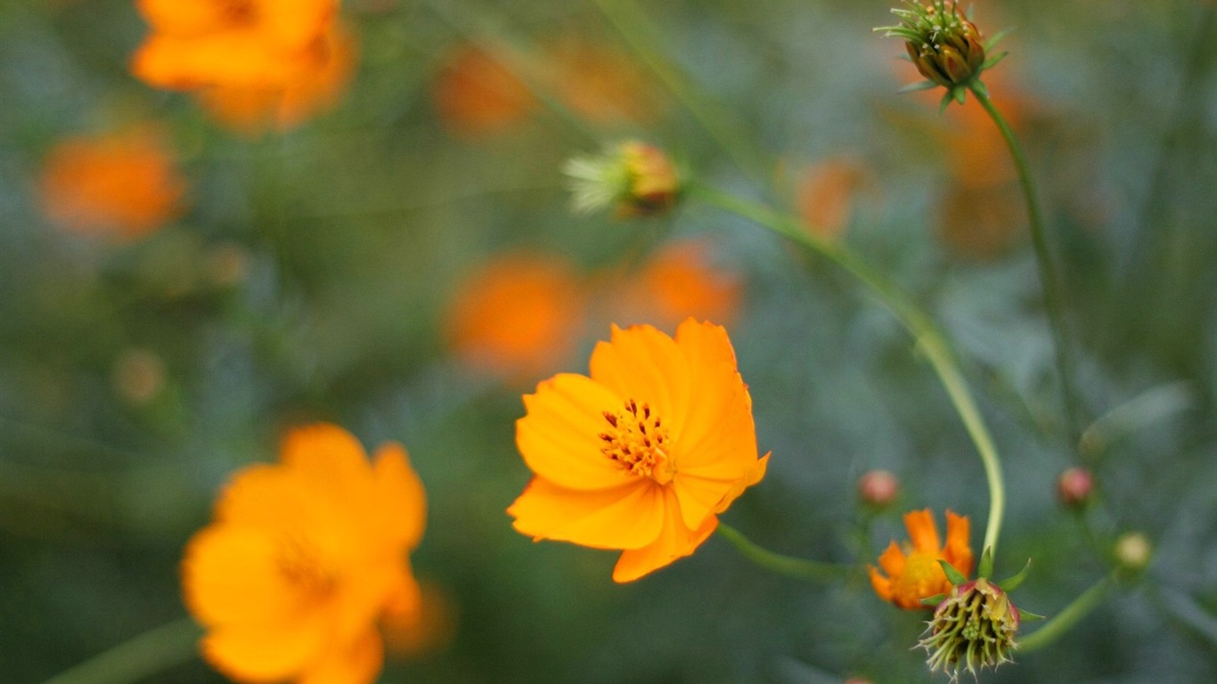 Autumn cosmos wallpaper #38 - 1366x768