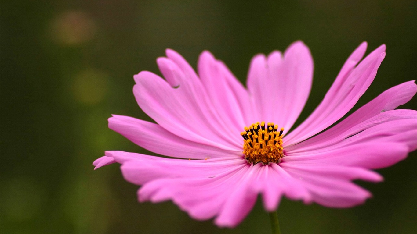 Otoño cosmos fondo de pantalla #39 - 1366x768