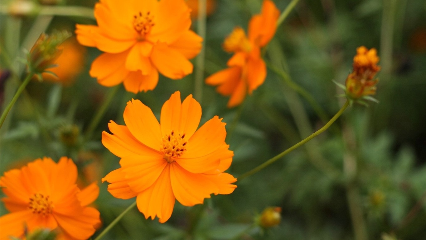 Autumn cosmos wallpaper #40 - 1366x768