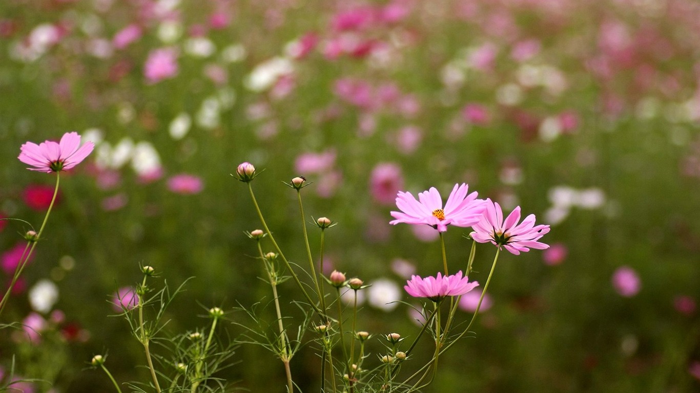 Otoño cosmos fondo de pantalla #41 - 1366x768