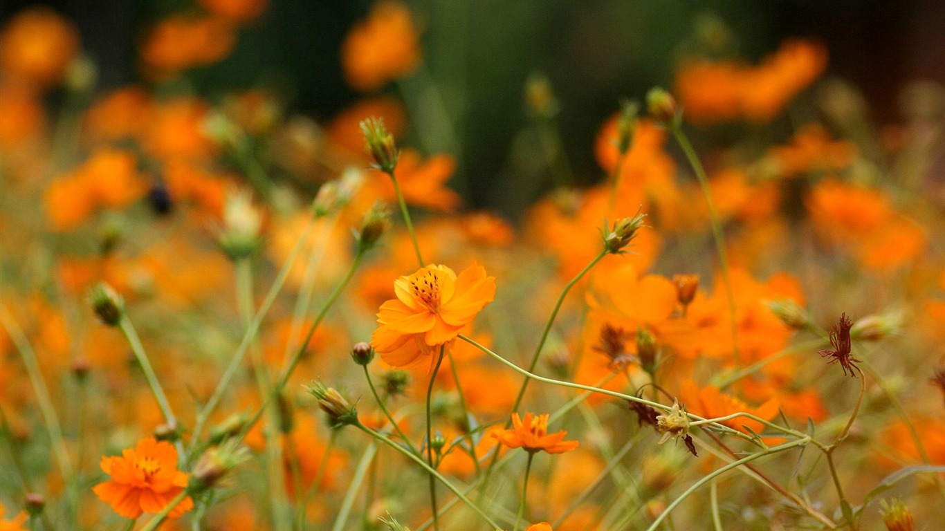 Autumn cosmos wallpaper #42 - 1366x768