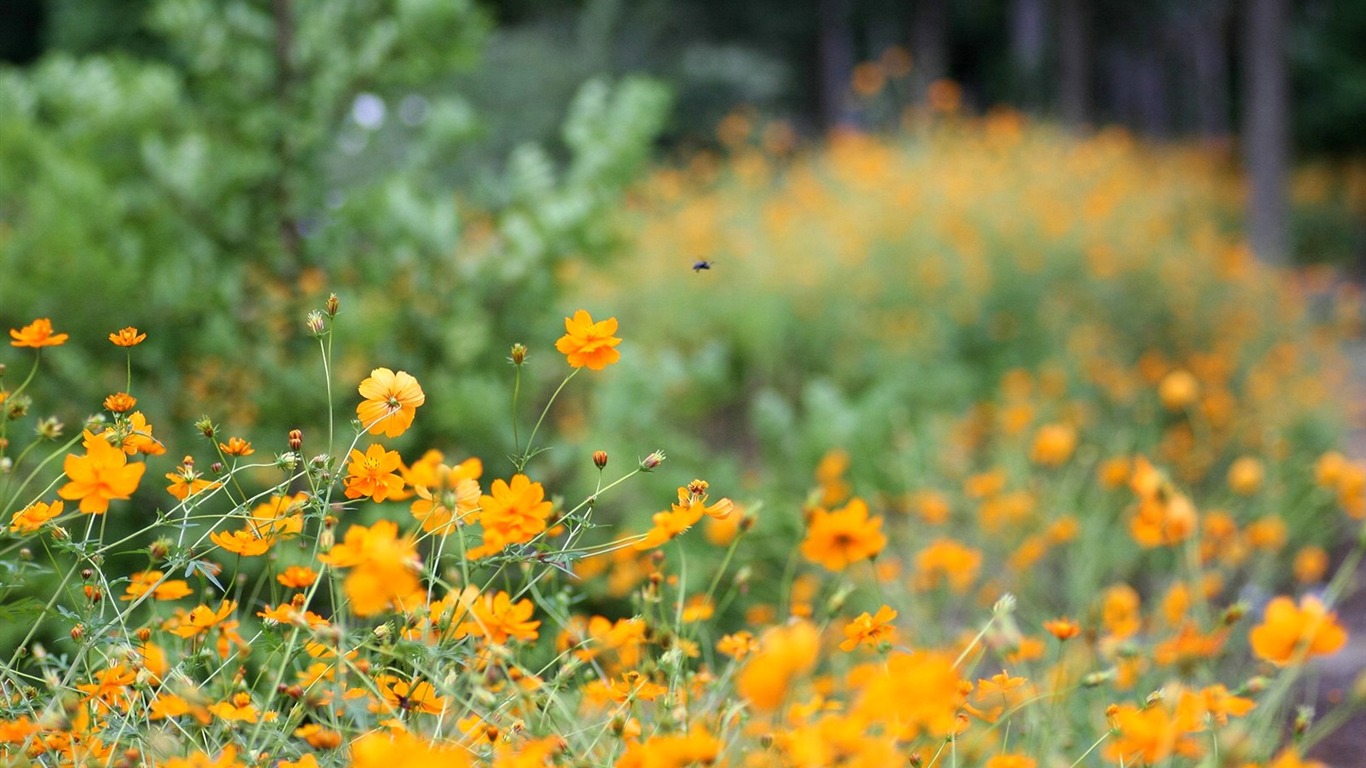 Autumn cosmos wallpaper #43 - 1366x768