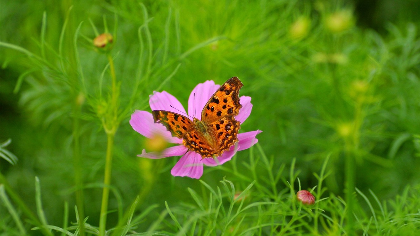 Autumn cosmos wallpaper #44 - 1366x768