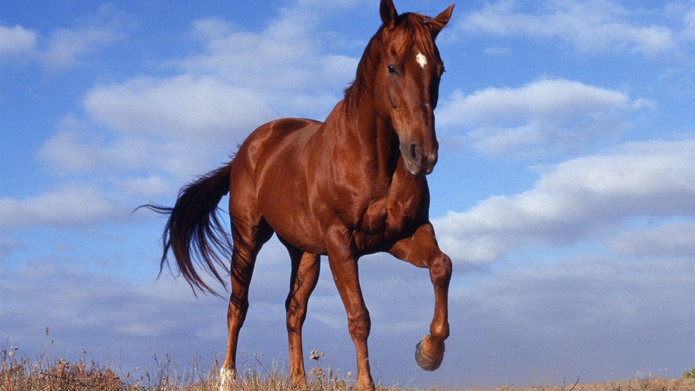 Horse Wallpaper Album #1 - 1366x768