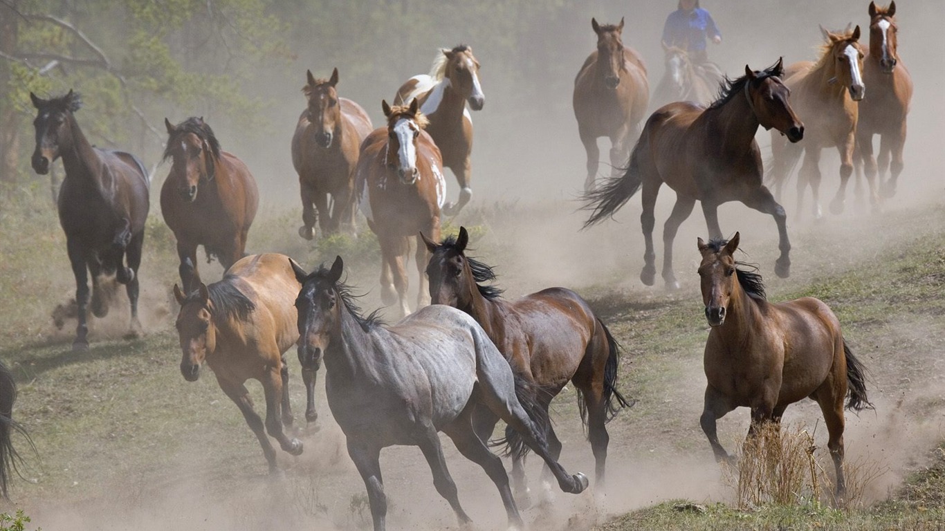 Album Fond d'écran Cheval #8 - 1366x768