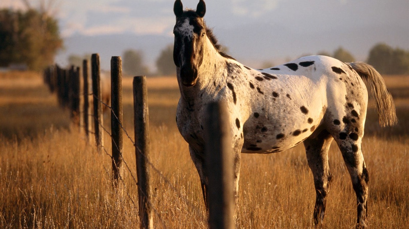 Album Fond d'écran Cheval #12 - 1366x768