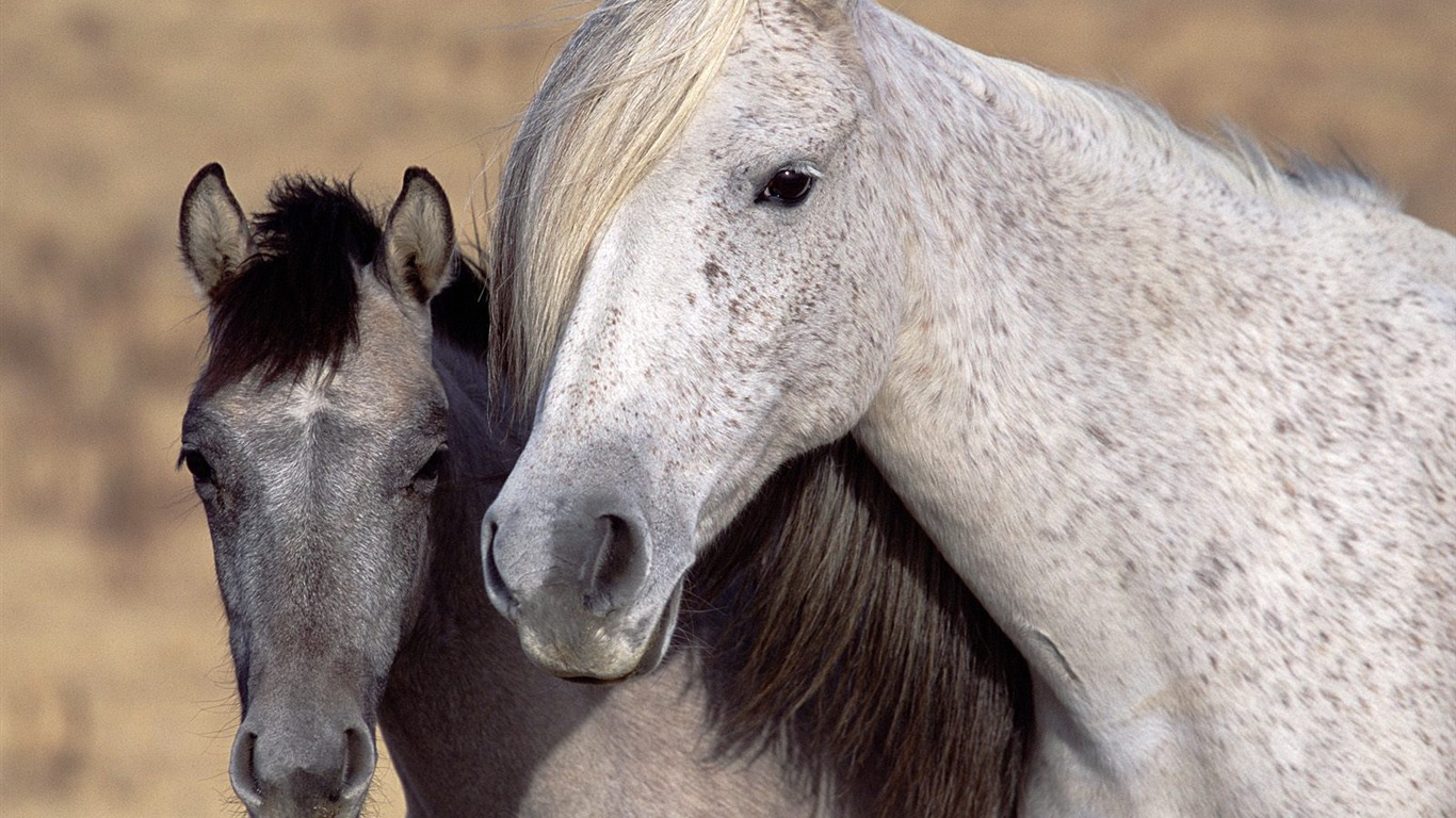 Album Fond d'écran Cheval #20 - 1366x768