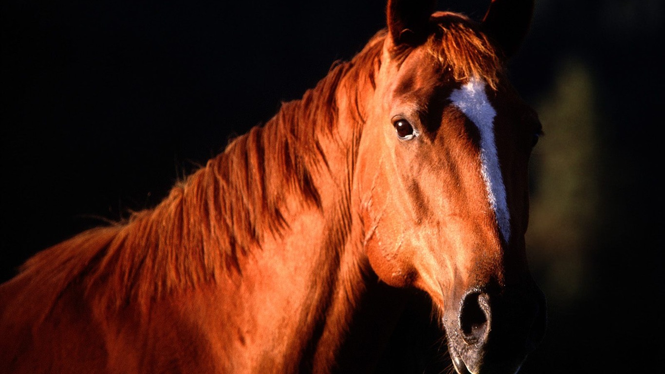 Album Fond d'écran Cheval #21 - 1366x768