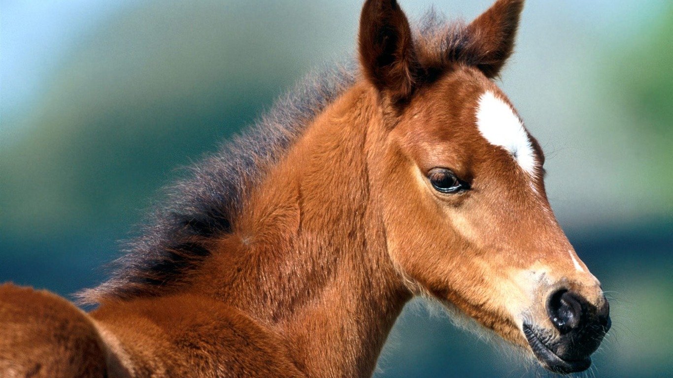 Album Fond d'écran Cheval #22 - 1366x768