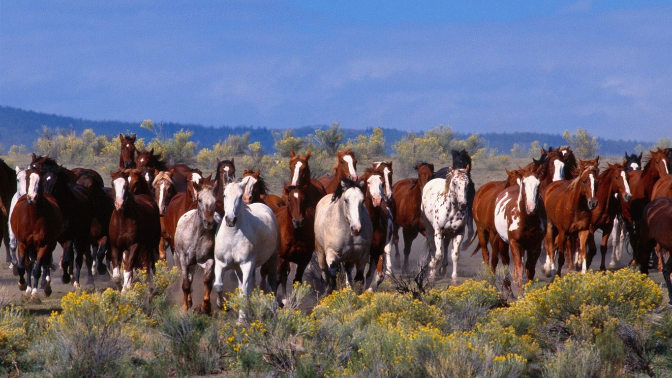 Album Fond d'écran Cheval #23 - 1366x768