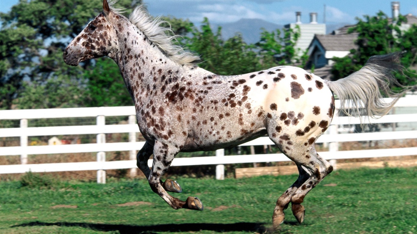 Album Fond d'écran Cheval #24 - 1366x768