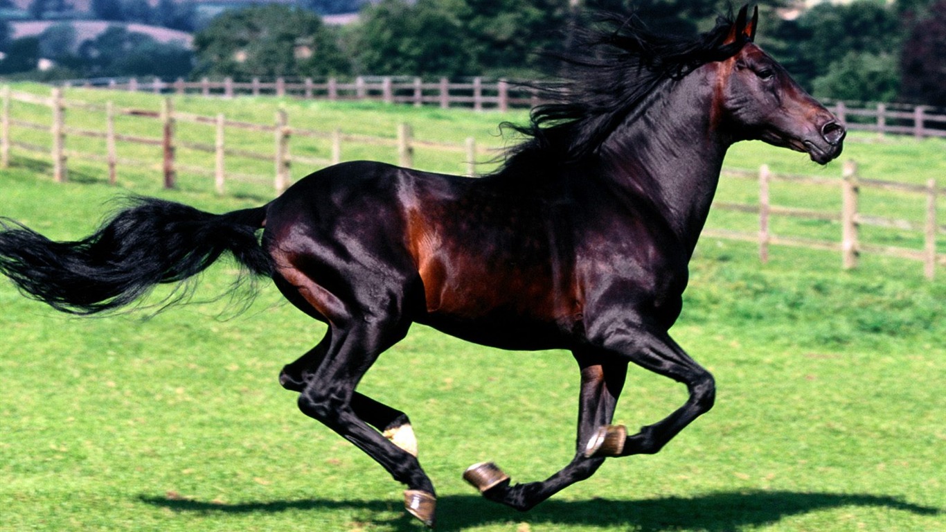 Album Fond d'écran Cheval #25 - 1366x768