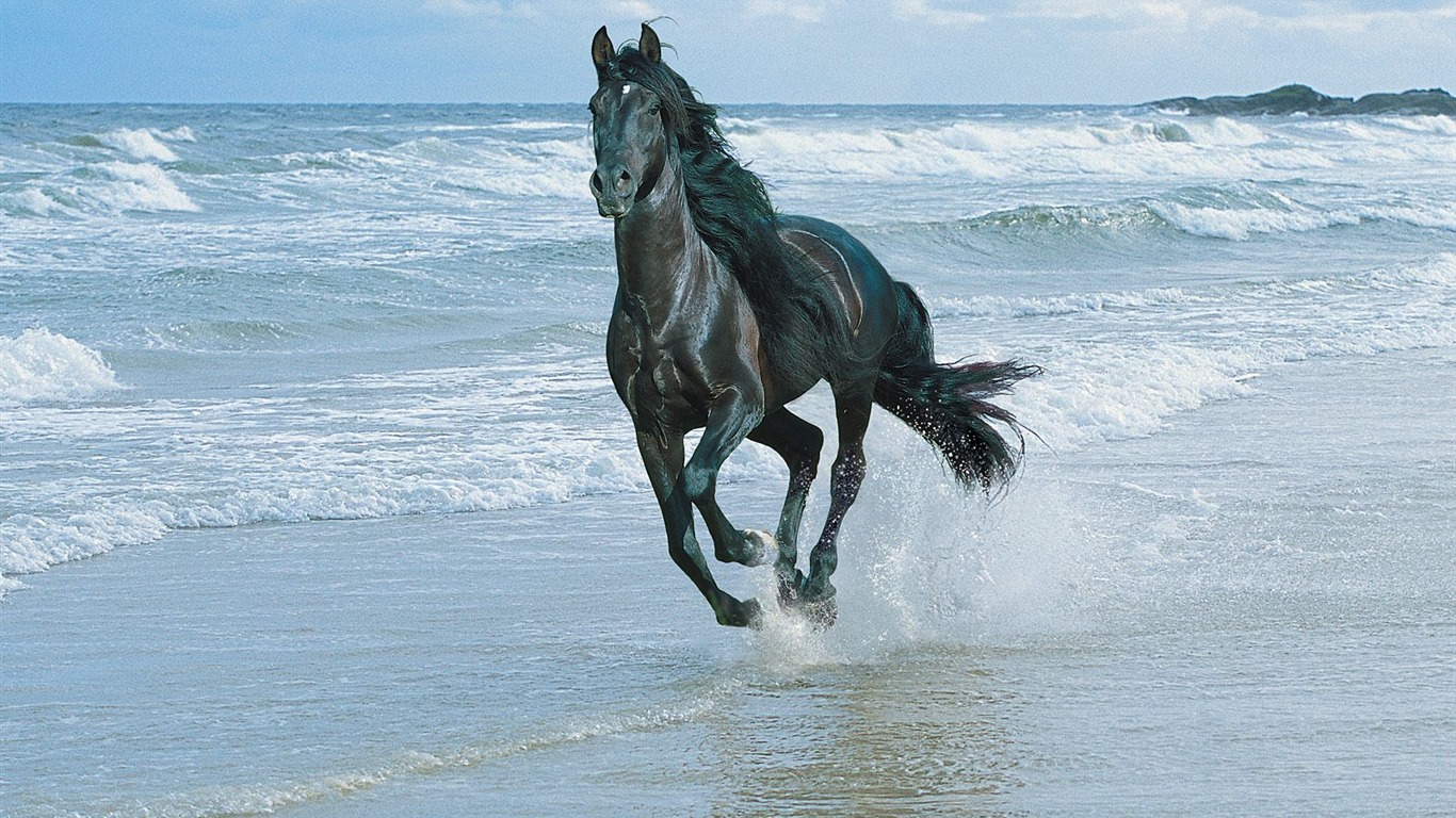 Album Fond d'écran Cheval #26 - 1366x768