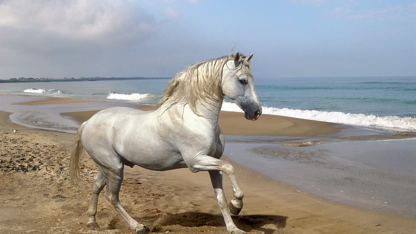 Album Fond d'écran Cheval #27 - 1366x768