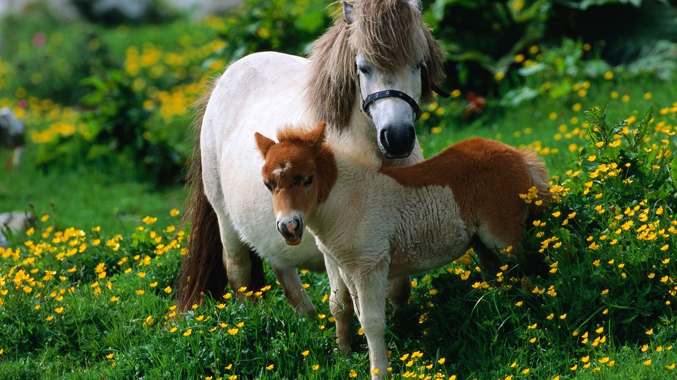 Album Fond d'écran Cheval #29 - 1366x768