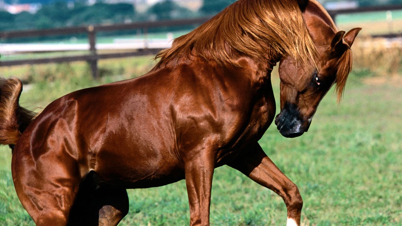 Album Fond d'écran Cheval #30 - 1366x768