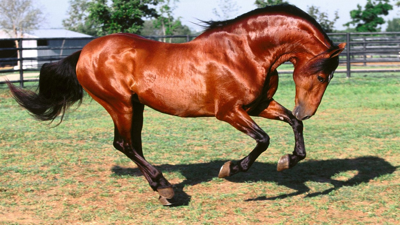 Album Fond d'écran Cheval #31 - 1366x768