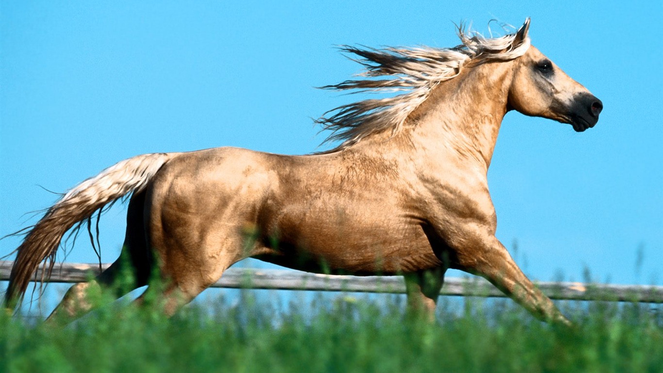 Album Fond d'écran Cheval #32 - 1366x768