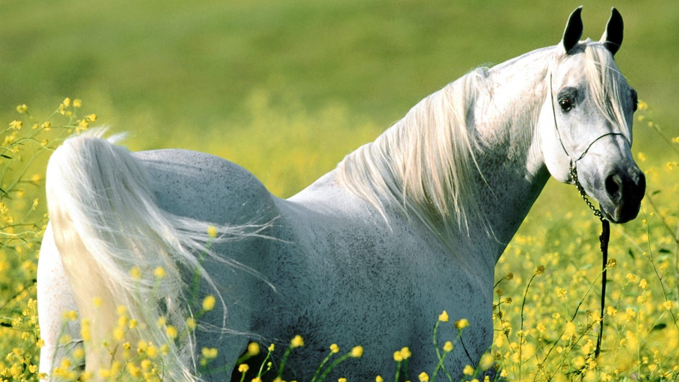 Horse Wallpaper Album #33 - 1366x768