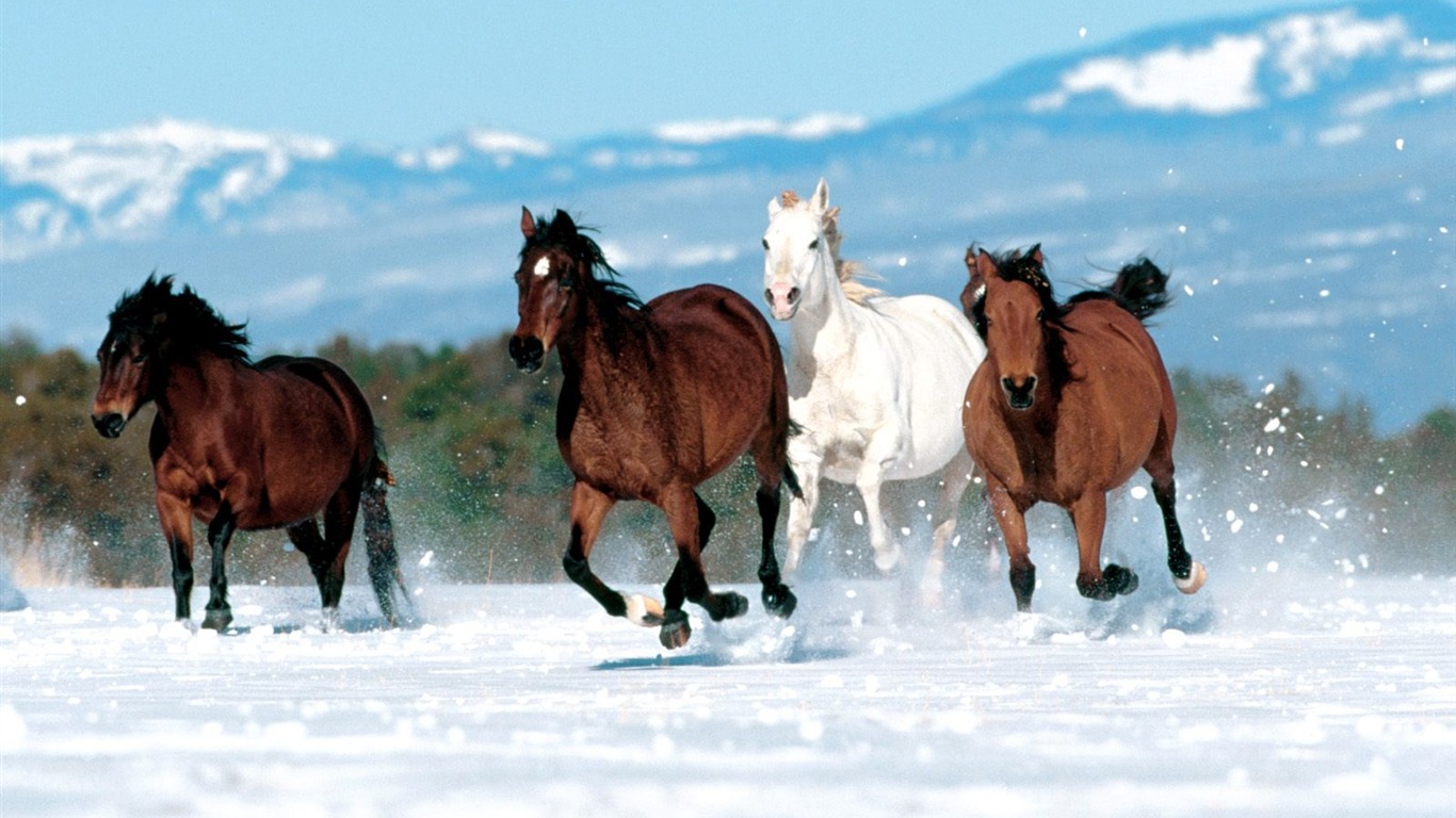 Album Fond d'écran Cheval #34 - 1366x768