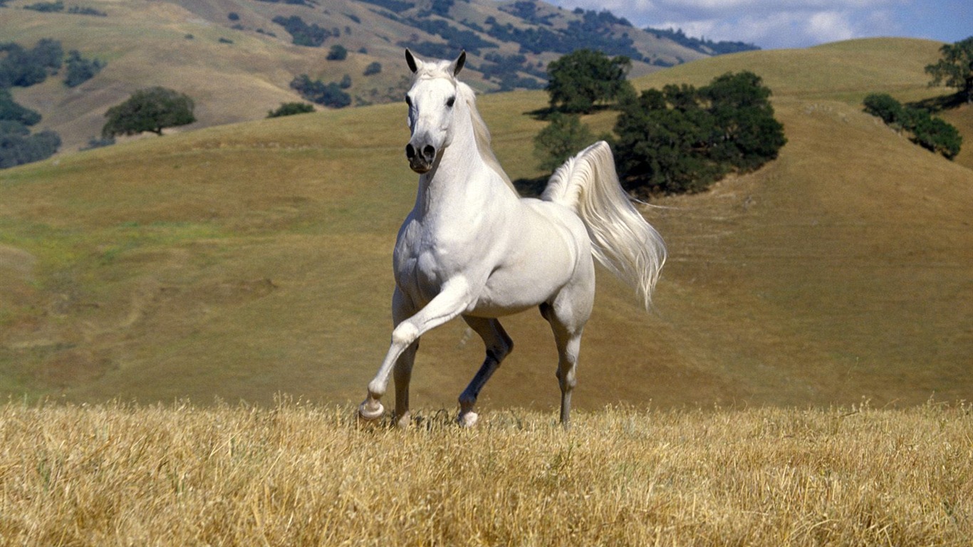 Horse Wallpaper Album #35 - 1366x768