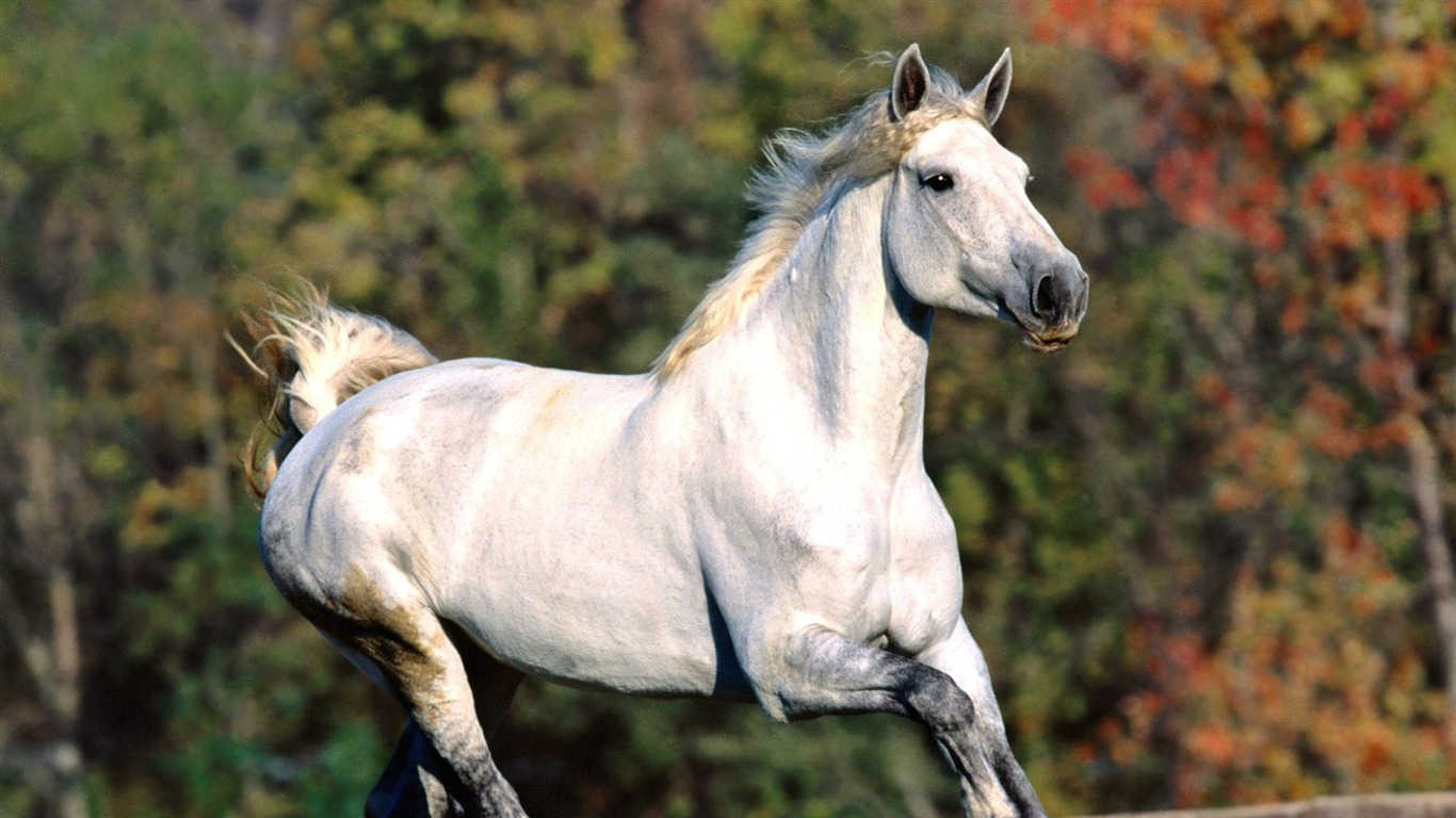 Album Fond d'écran Cheval #36 - 1366x768