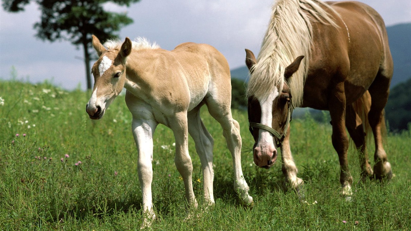 Album Fond d'écran Cheval #37 - 1366x768