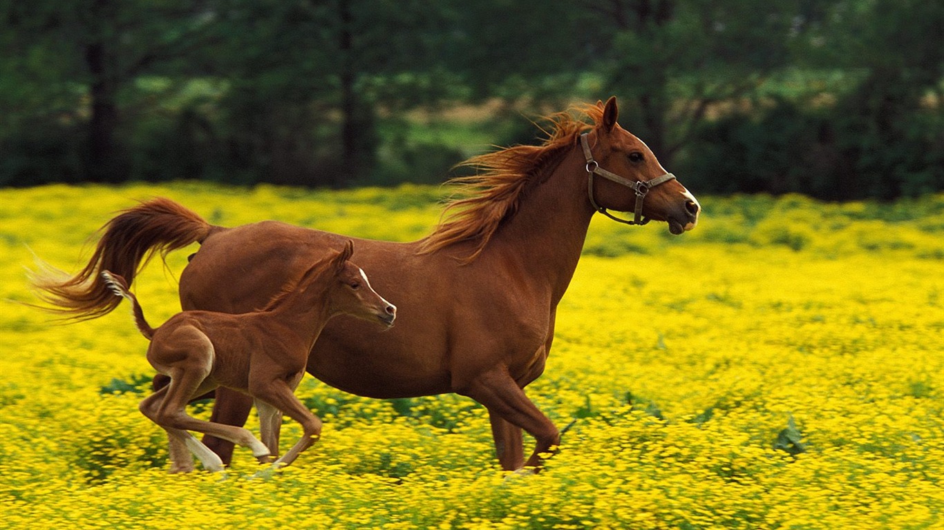 Album Fond d'écran Cheval #38 - 1366x768