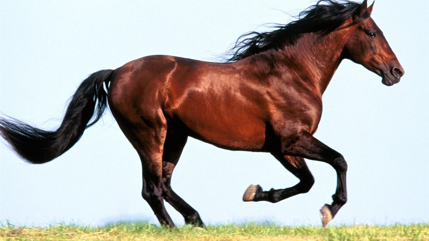 Album Fond d'écran Cheval #39 - 1366x768