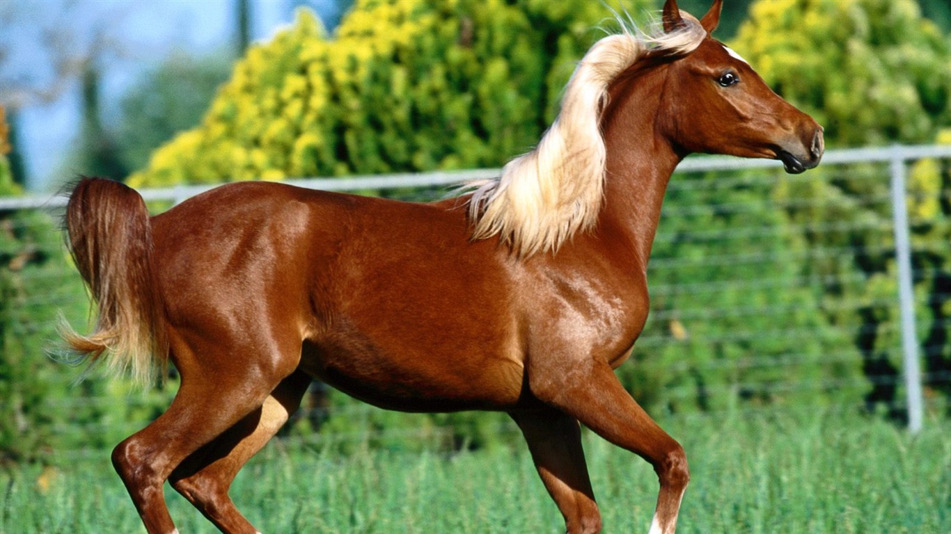 Album Fond d'écran Cheval #40 - 1366x768