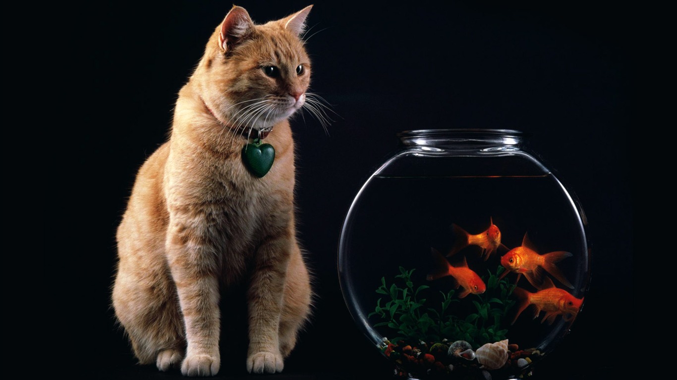 Animal Wallpaper Collection (8) #2 - 1366x768