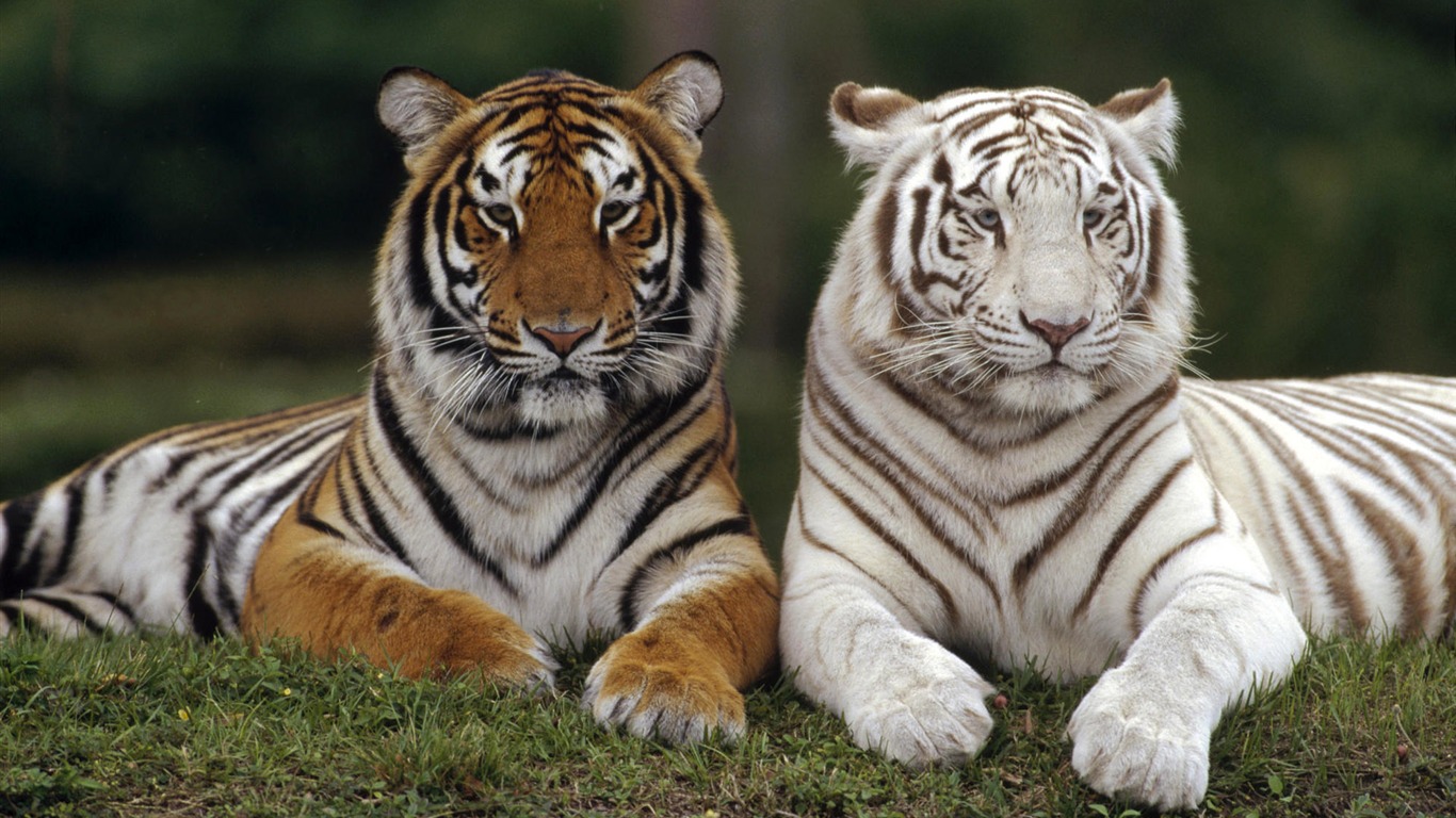 Animal Wallpaper Collection (8) #5 - 1366x768