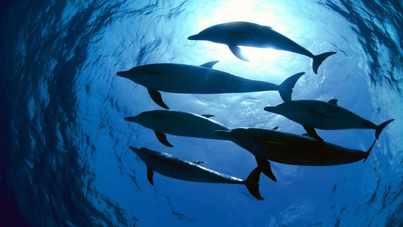 Animal Wallpaper Collection (8) #19 - 1366x768
