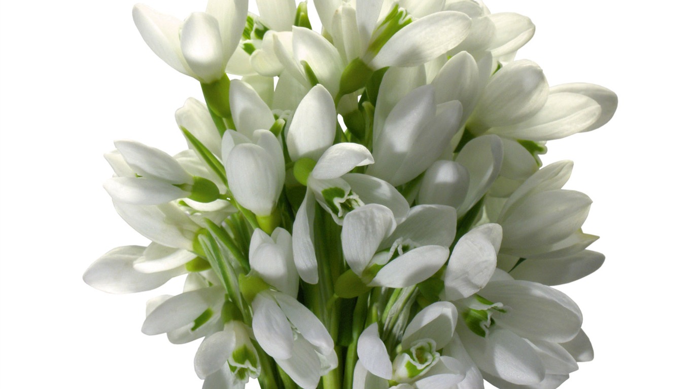 흰색 꽃 벽지 #2 - 1366x768