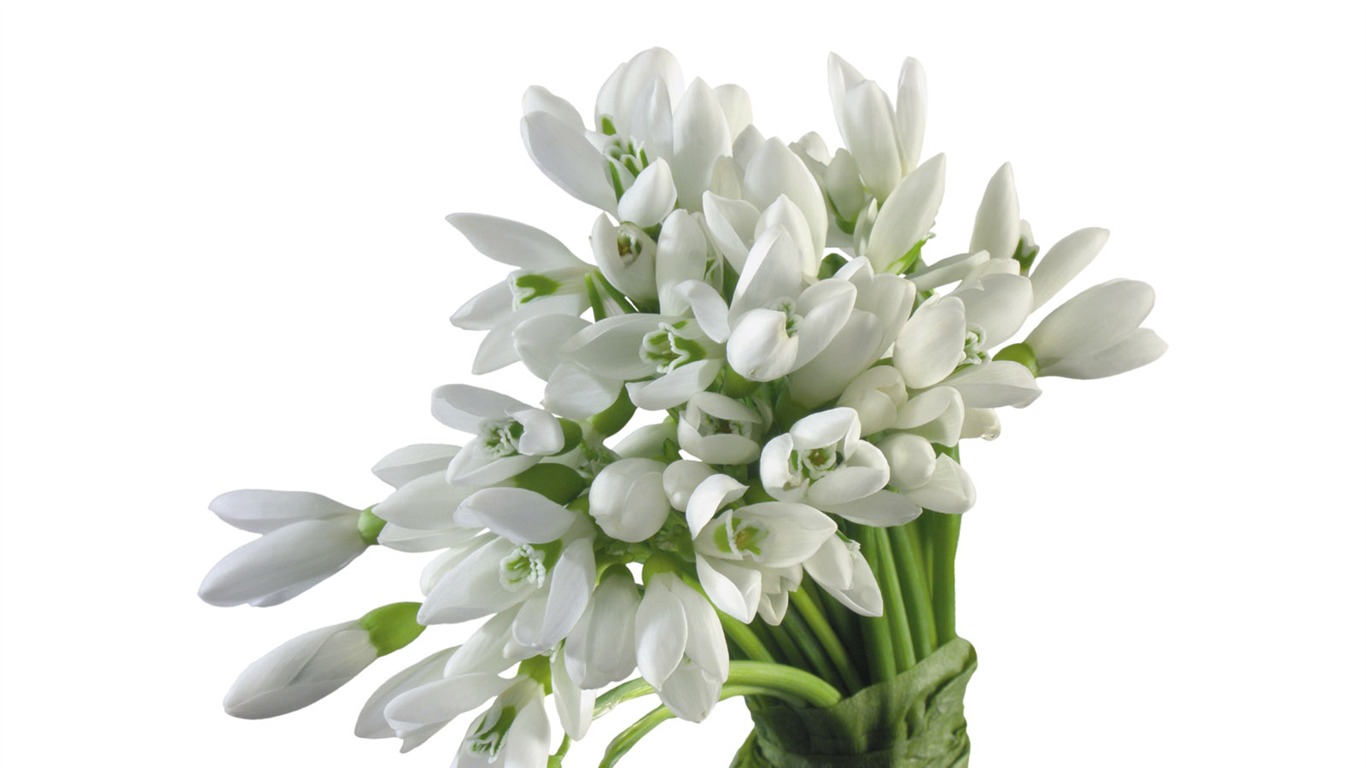 白色花朵壁纸3 - 1366x768