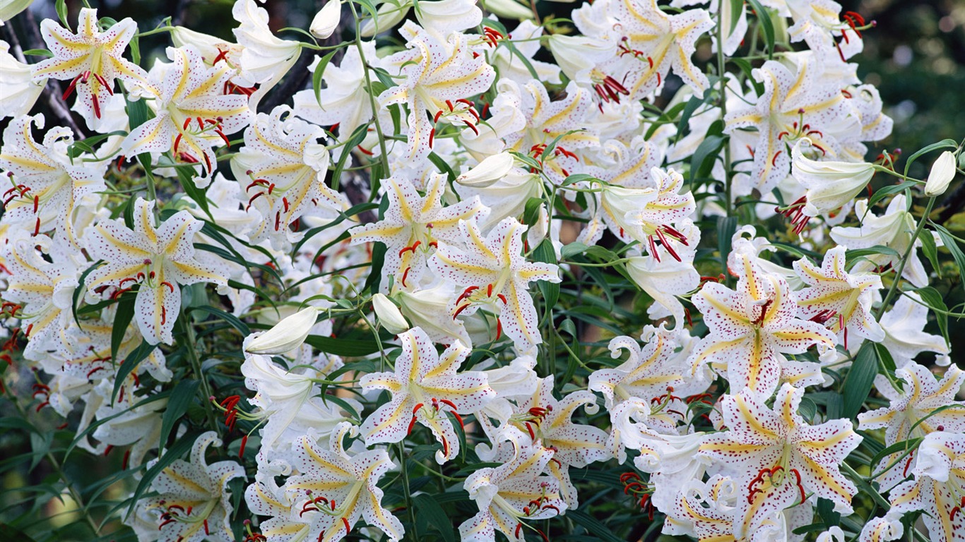 白色花朵壁纸6 - 1366x768