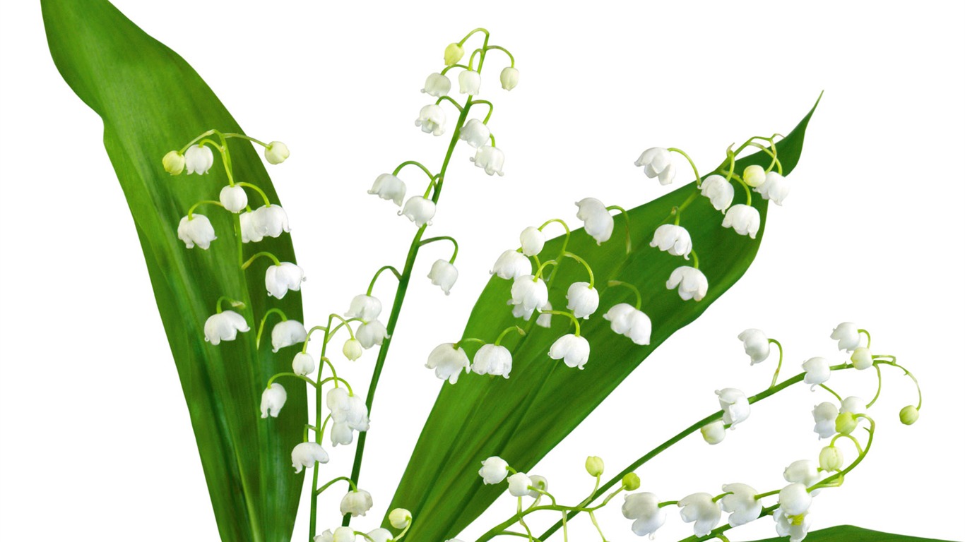 白色花朵壁紙 #7 - 1366x768
