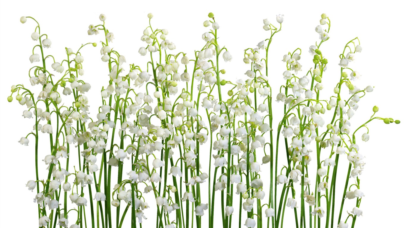 Weiße Blumen Wallpaper #13 - 1366x768