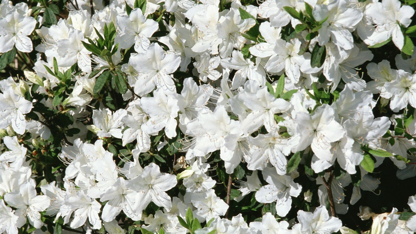 흰색 꽃 벽지 #15 - 1366x768