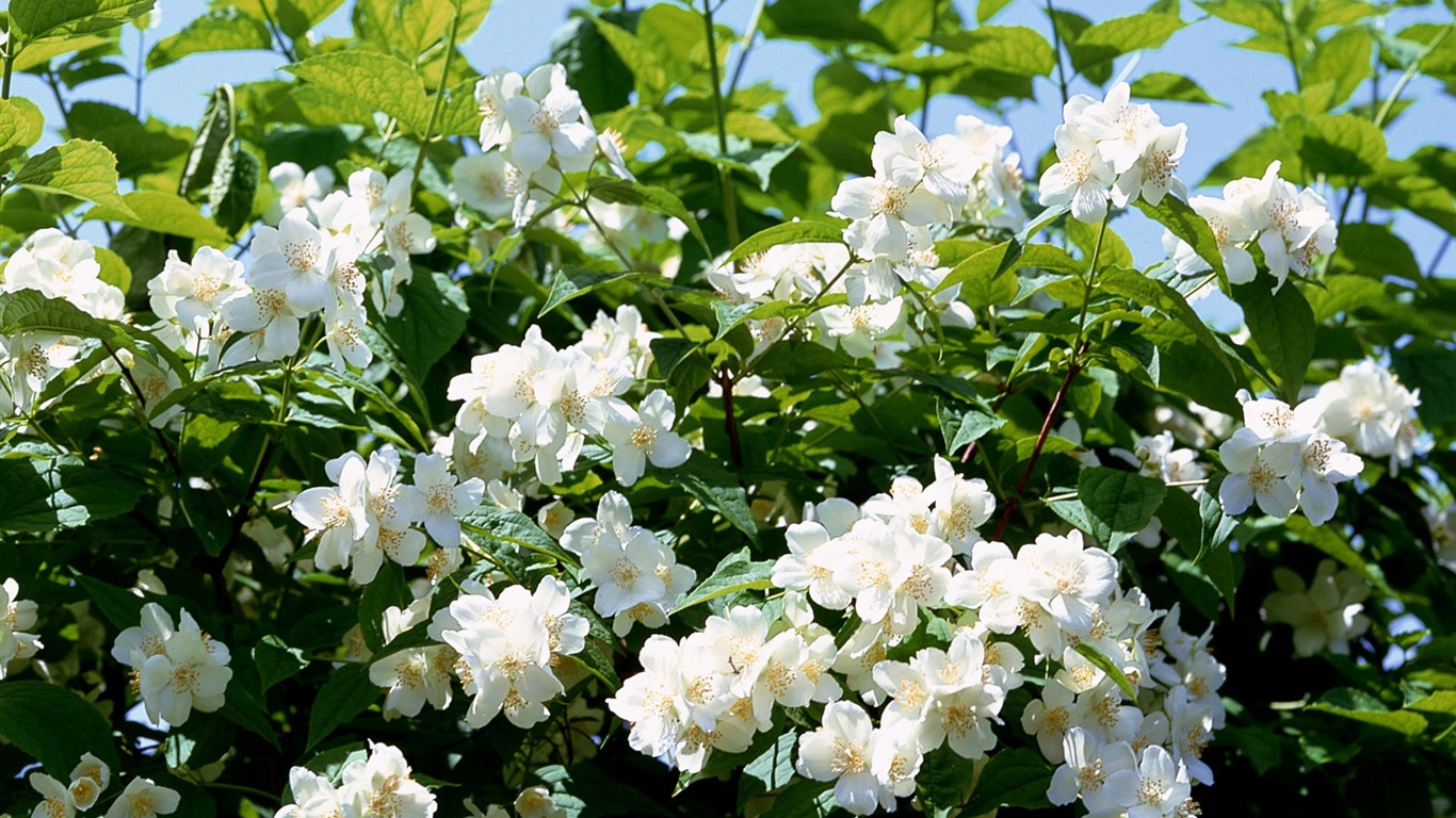 白色花朵壁紙 #20 - 1366x768
