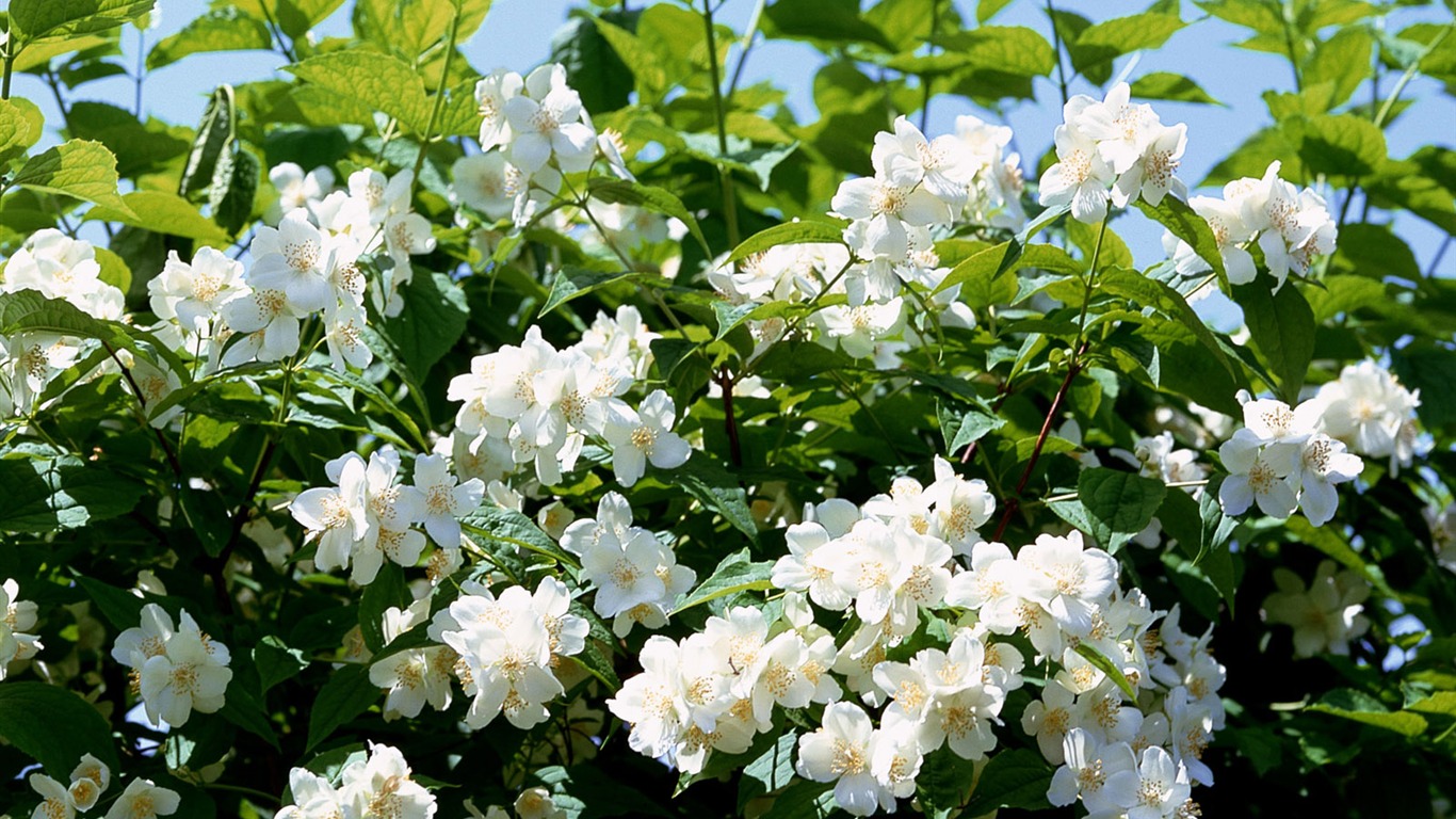 White flowers wallpaper #20 - 1366x768