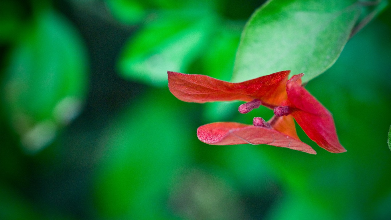 Fond d'écran HD plantes #1 - 1366x768